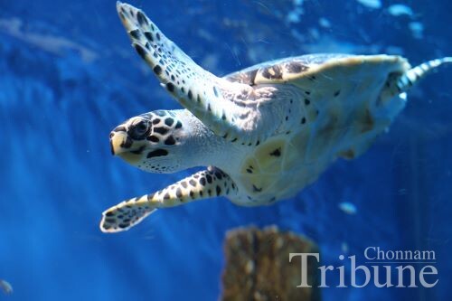 A hawksbill sea turtle at Yeous Aqua Planet