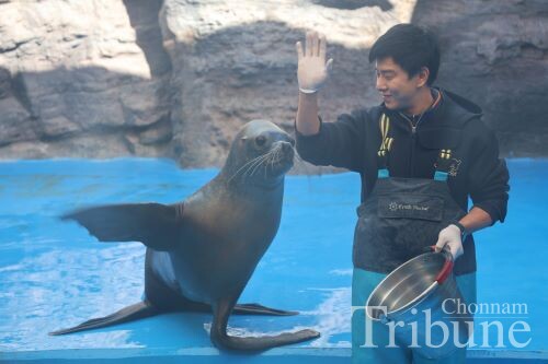 A sea lion waves its flipper at an aquarist.