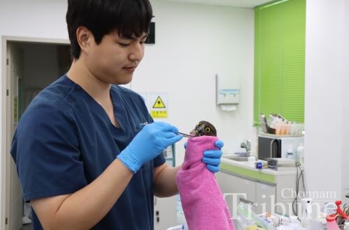 The center’s specialist feeds a bird before treatment.