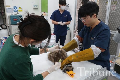The center’s specialists treat a platypus.
