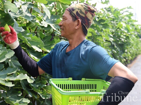 Mr. Nguyen Van Trieu from Vietnam work as a farmer on a fig farm located in Yeongam, South Jeolla Province.